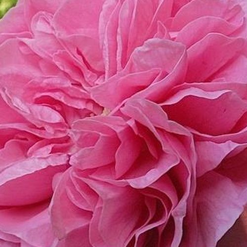 Comanda trandafiri online - Roz - trandafir bourbon - trandafir cu parfum intens - Rosa Máramaros - Jacques-Julien, Jules Margottin Père & Fils - Datorită parfumului puternic, se poate utiliza și ca floare tăiată. Pus în vază rămîne proaspăt mai multe zil